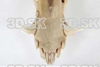 Skull Boar - Sus scrofa 0129